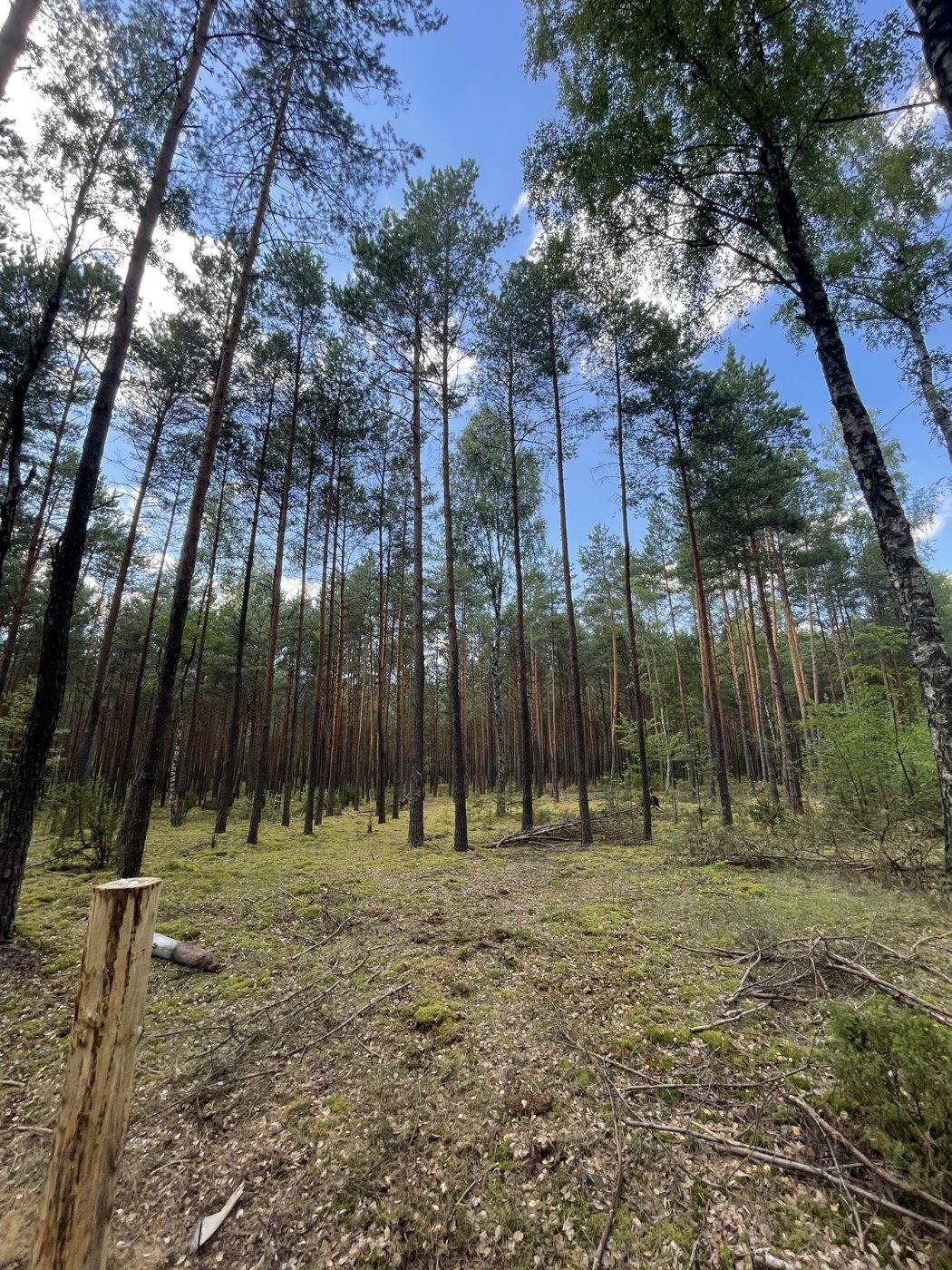 Sunlight between tall trees in a forest